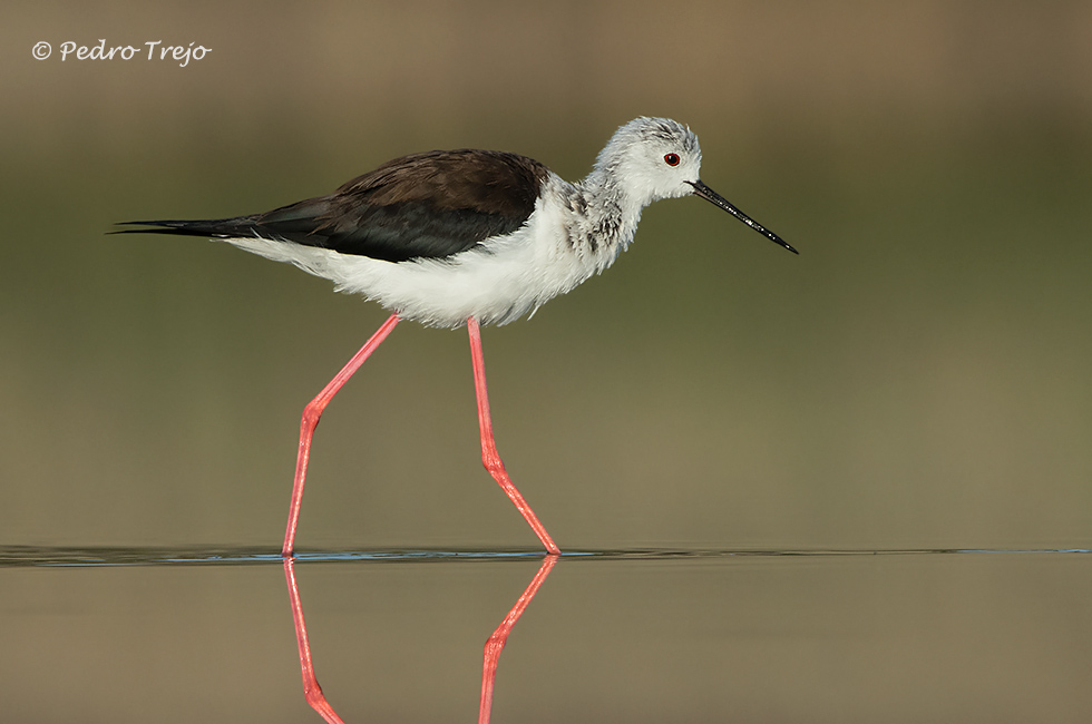 Cigüeñuela (Himantopus himantopus)